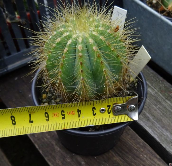 Eriocactus magnificus 40-velikost.jpg